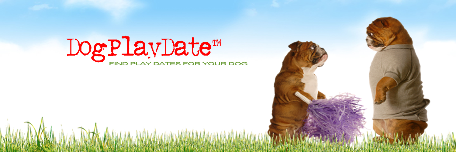 DogPlayDate's profile banner image
