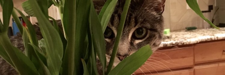 SyddKilnes's profile banner image