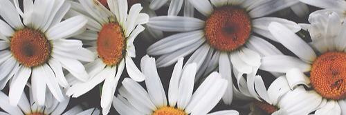 NAbullarade's profile banner image