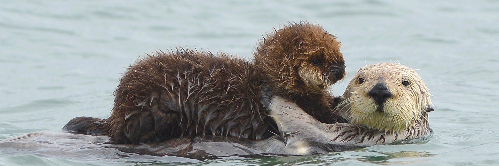 CSalish's profile banner image