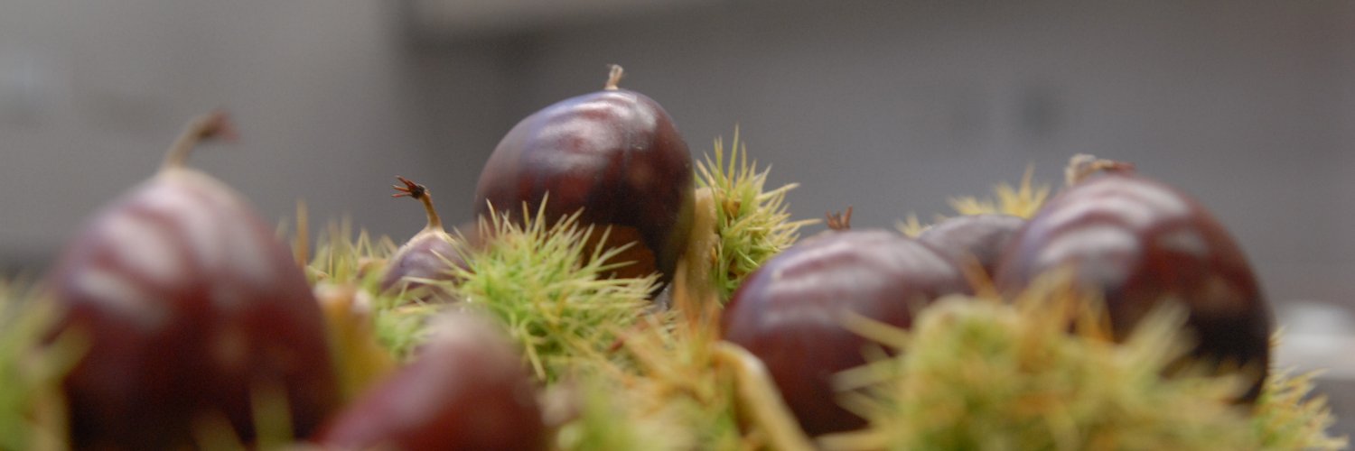 IXP Castaña Galicia banner