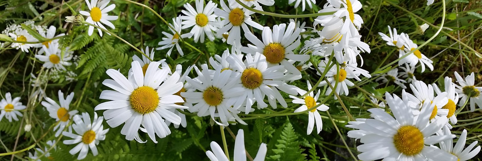 Ingunn4's profile banner image