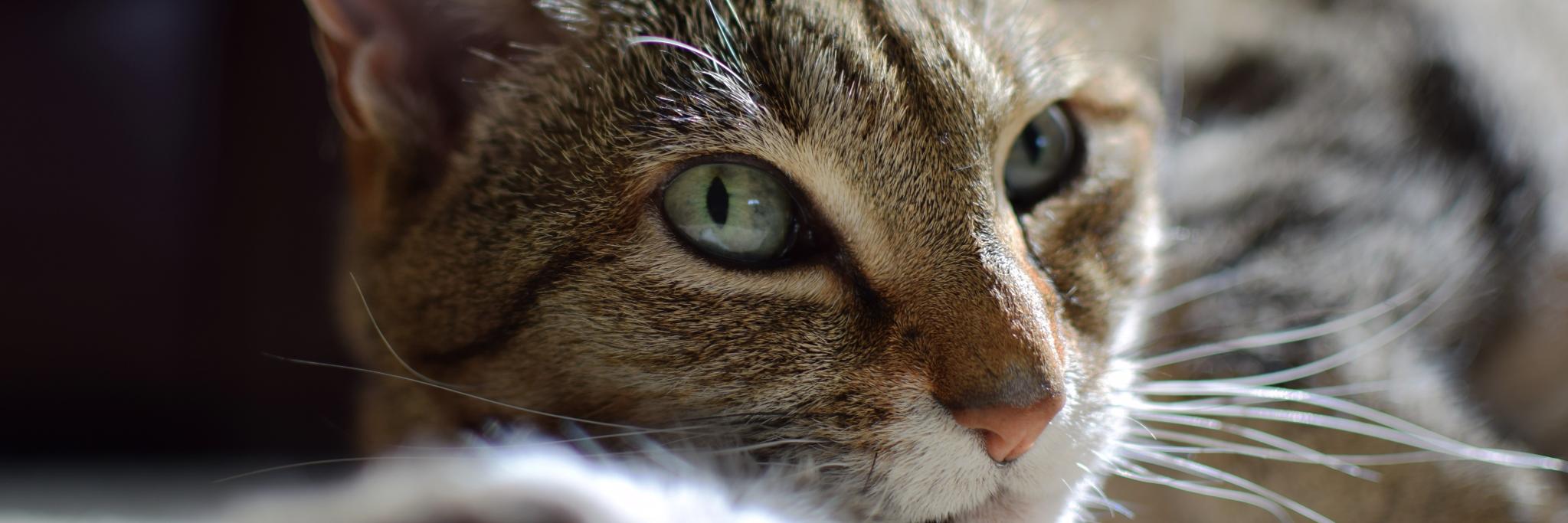 Gmeilander's profile banner image
