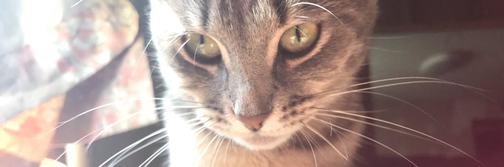 CassieBennett1's profile banner image
