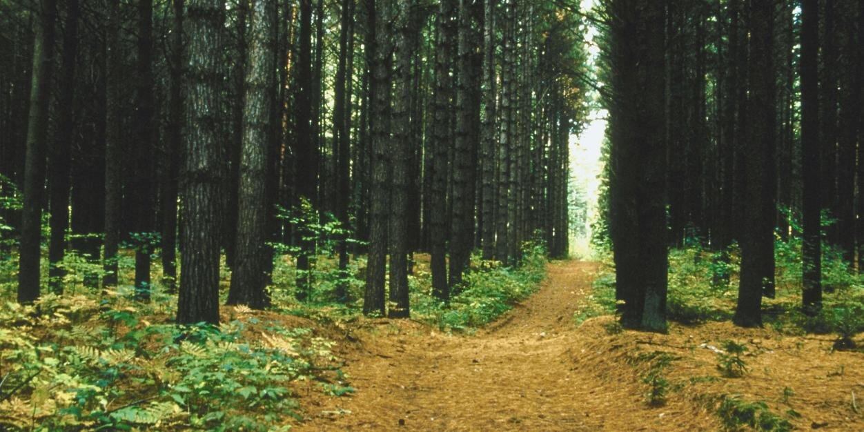 AL Forestry Assoc banner