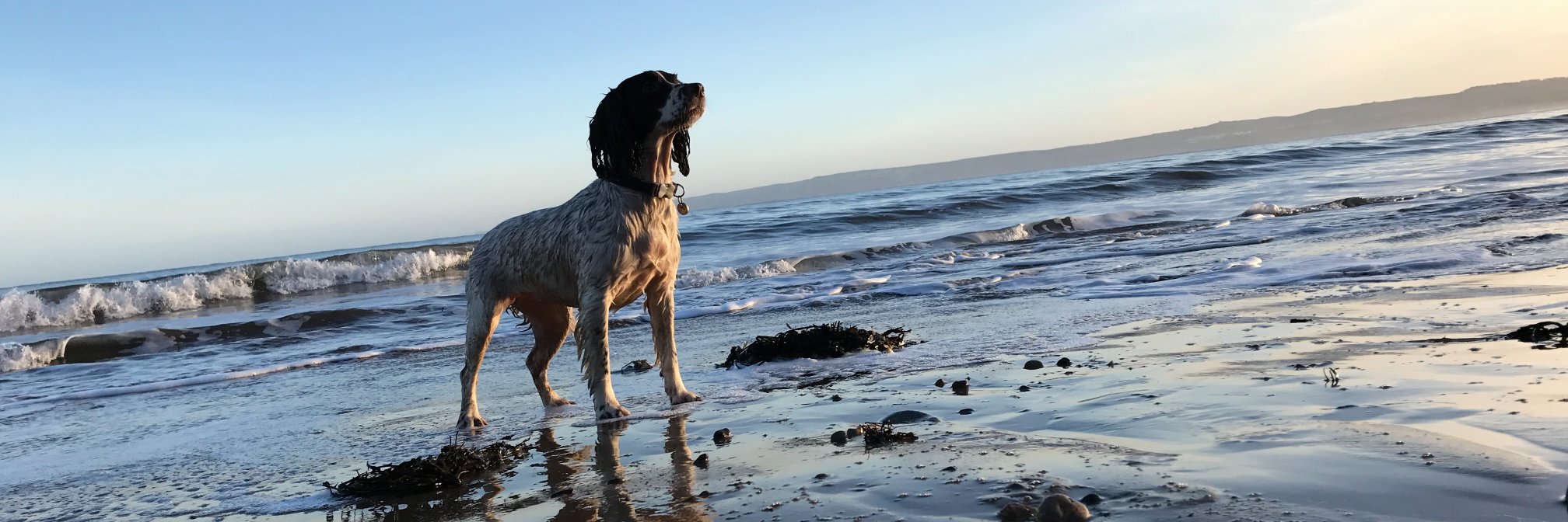springyspringer's profile banner image