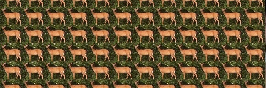 erin_momo's profile banner image