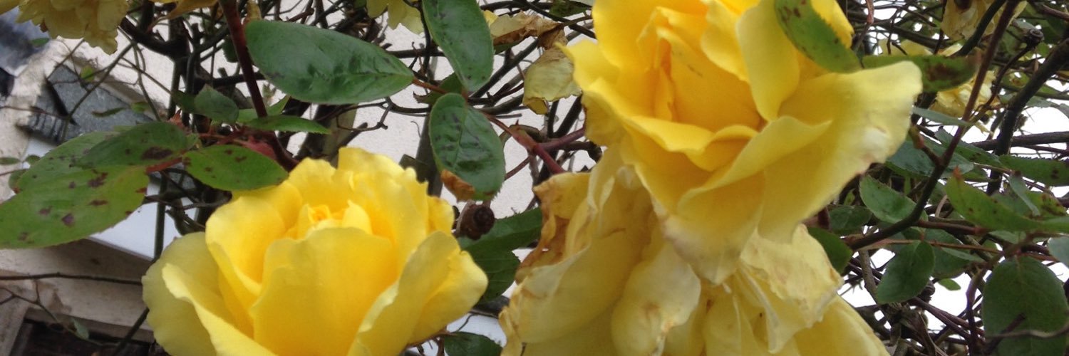 Broadside Cottage banner