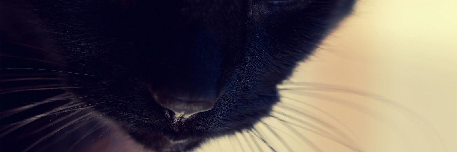 vedattabak's profile banner image