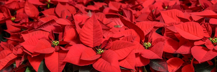 Tates Garden Centres banner