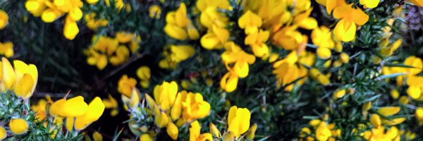 juniperbuzz Profile Banner