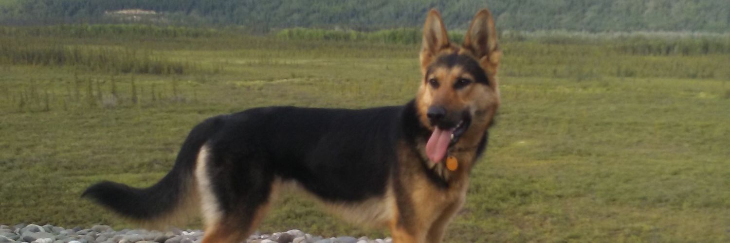 PurelyAlaska's profile banner image
