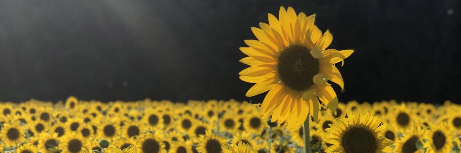 carliams's profile banner image