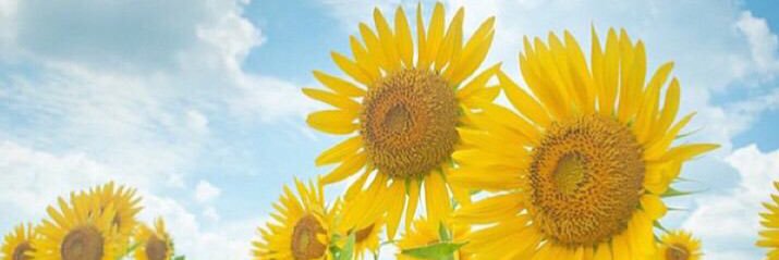 mrps0817's profile banner image