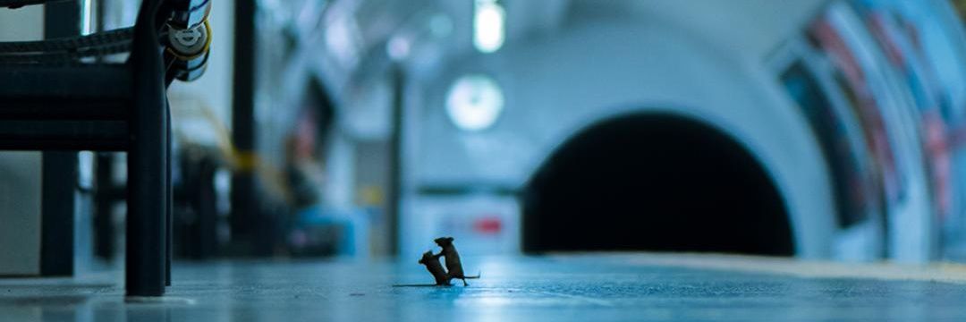 simmyjimmy's profile banner image
