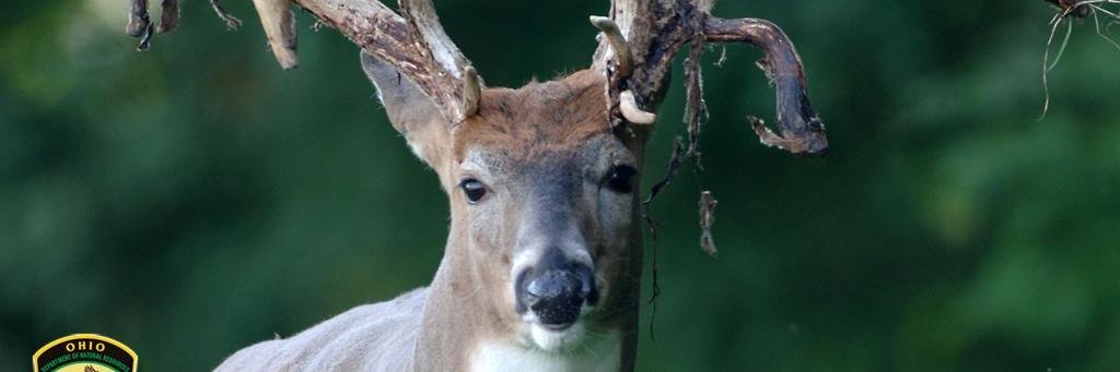 DeerHuntingJour's profile banner image