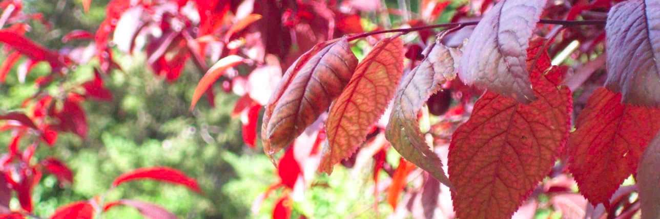 Eol_PFilatusa's profile banner image