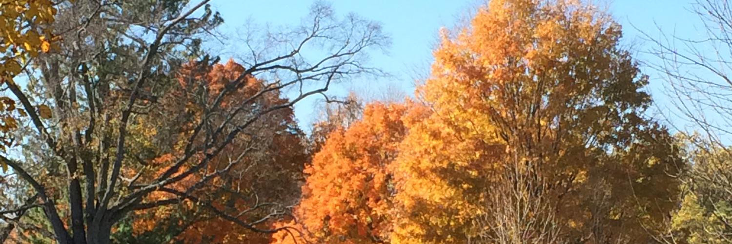 Branch229's profile banner image