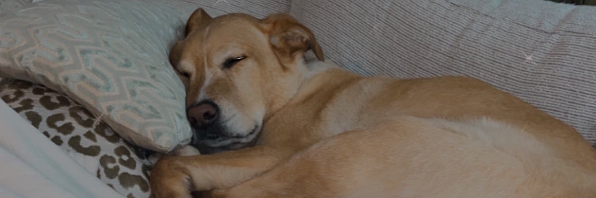 GentryMeghan's profile banner image