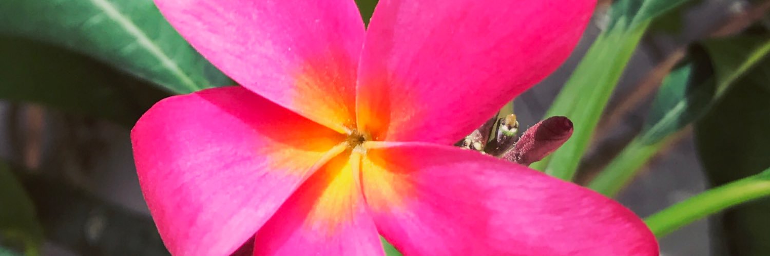 betsymf's profile banner image