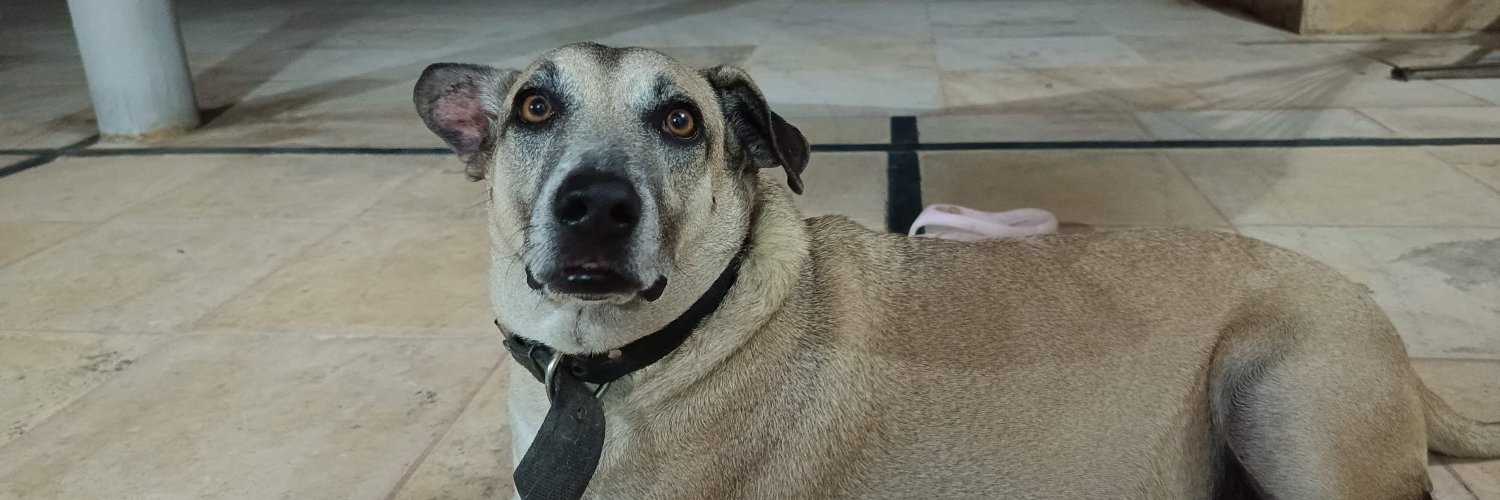 scaldaferri's profile banner image
