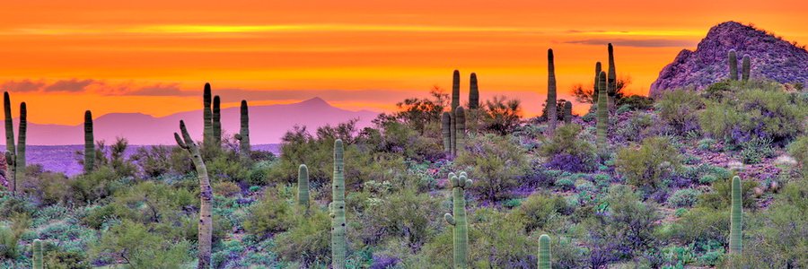 OracleAZTerp's profile banner image