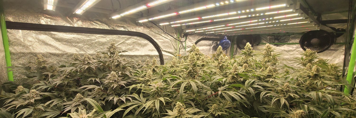 MyHobbyGrow's profile banner image