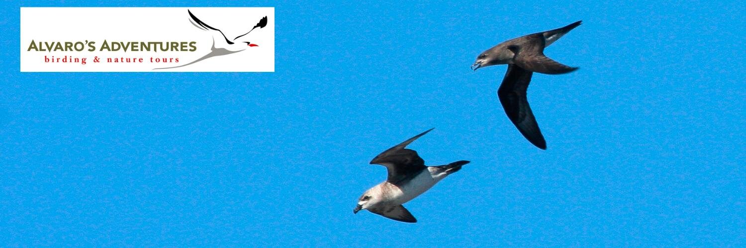 Alvaro's Adventures banner