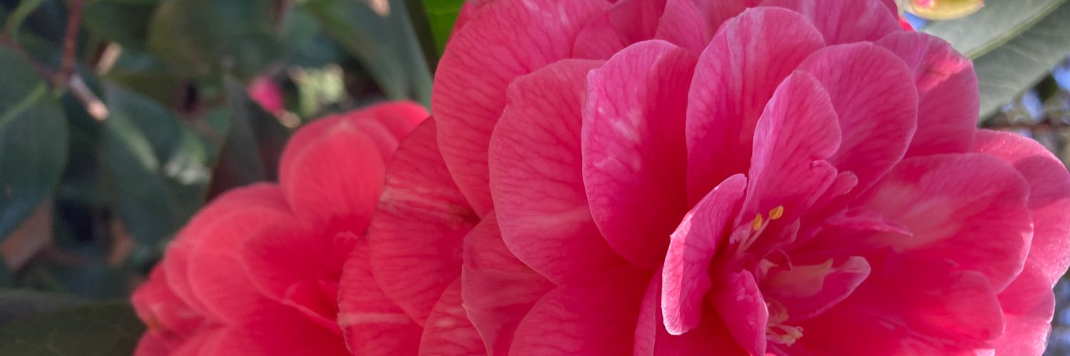Tara banner