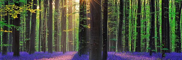 MicheleDGreene Profile Banner