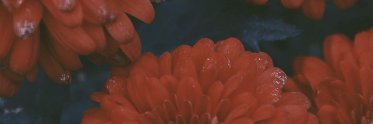 ❁ banner