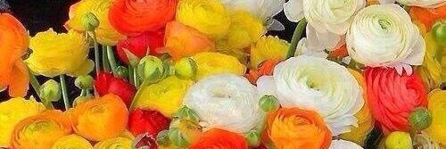 عبدالله بن محمد السنبل banner