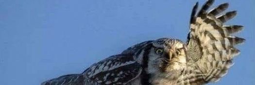 johnpalisano's profile banner image