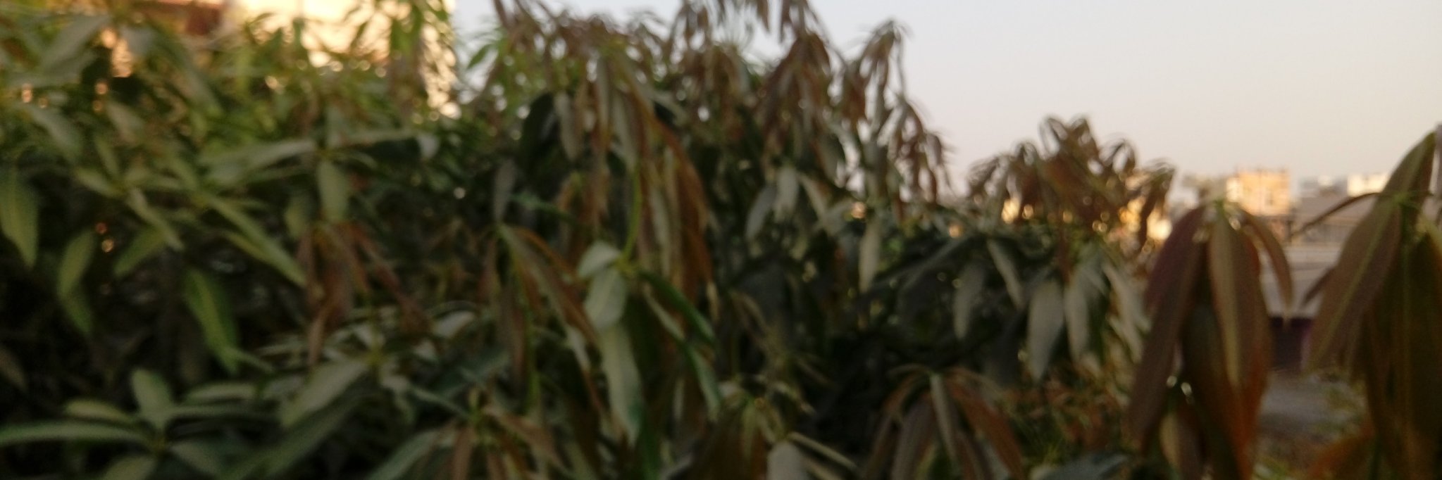 vpurama's profile banner image