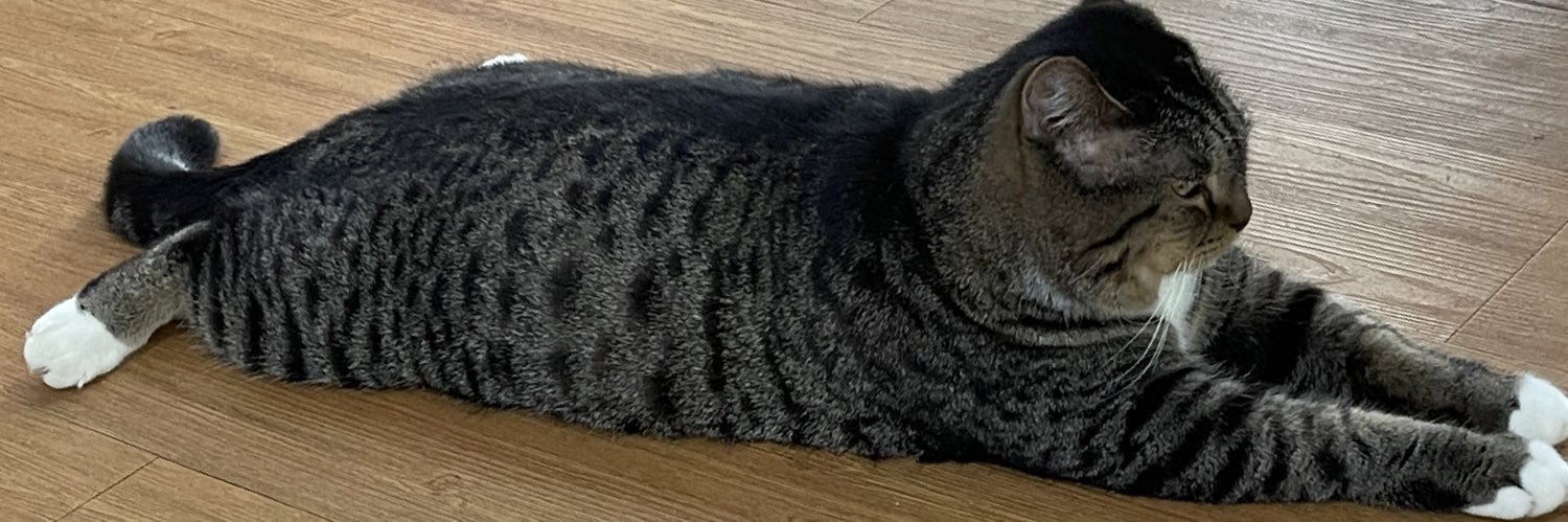pettofadhly's profile banner image