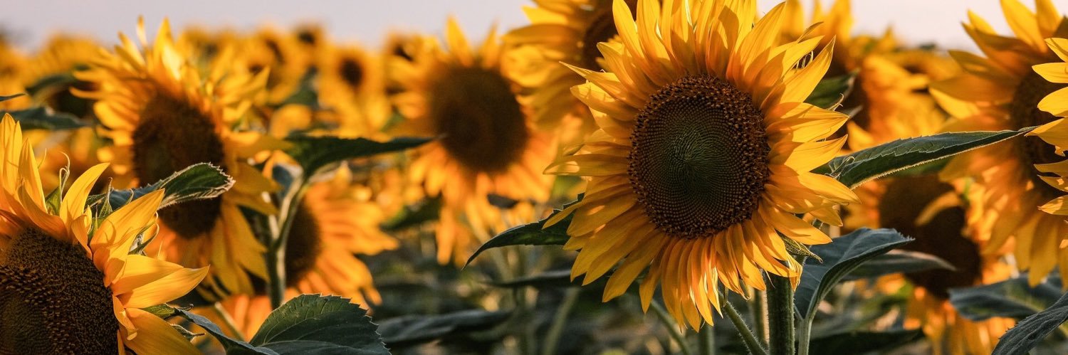 MarinaCristaldi's profile banner image
