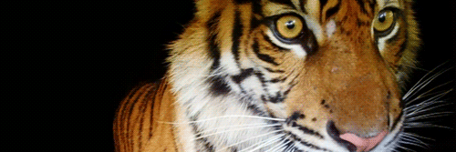 marionmanni's profile banner image