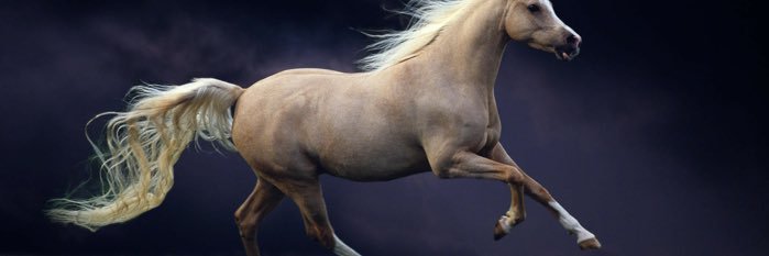 عبدالله نشمي الجدعي banner