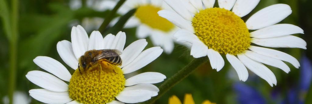 gillydormouse's profile banner image