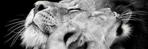 Paampi's profile banner image