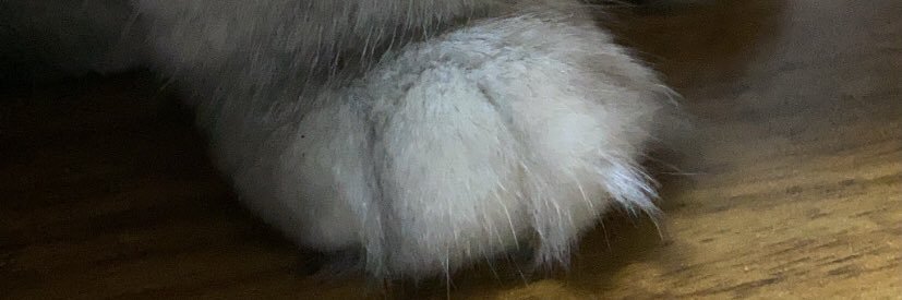 pillypich_'s profile banner image