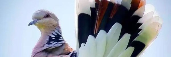 MChristofferse1 Profile Banner