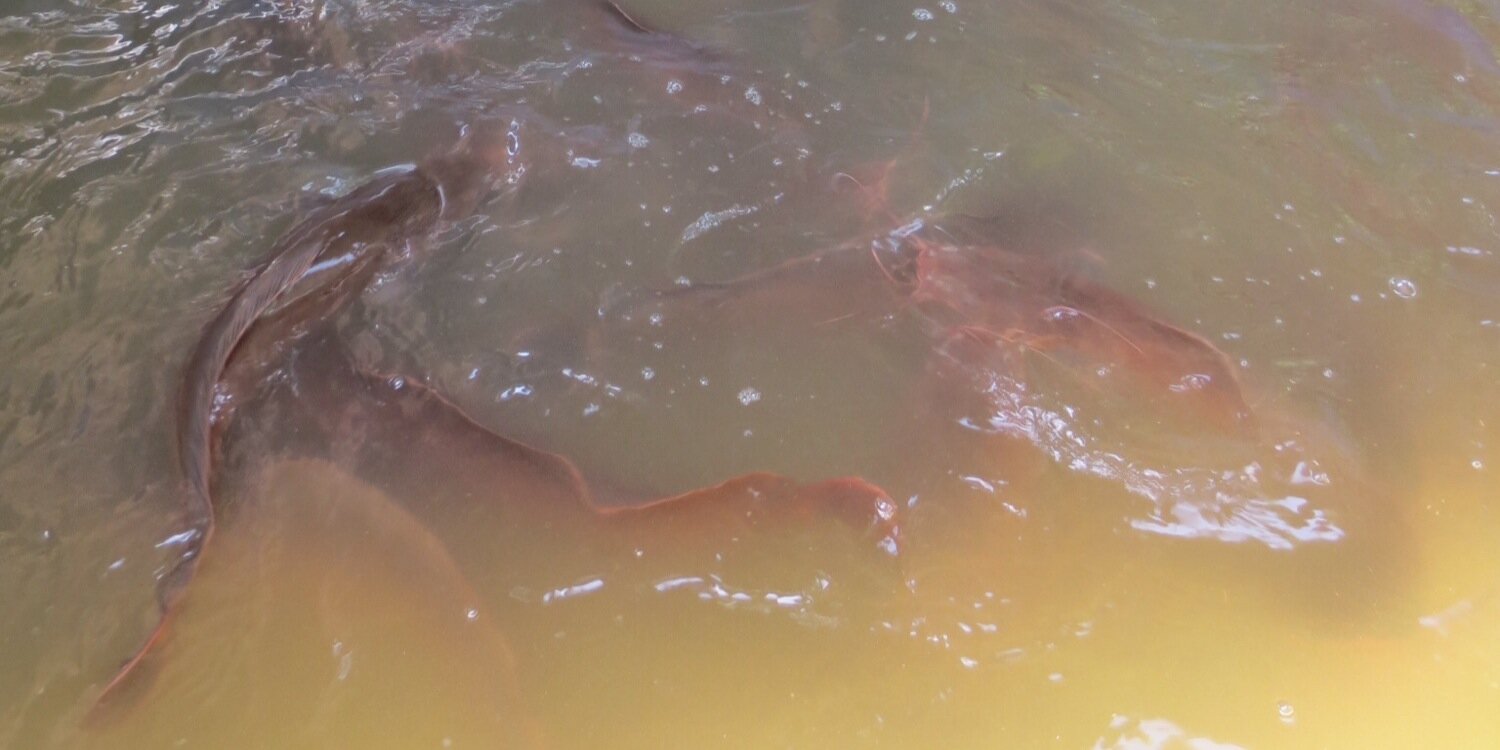 Mike_FutureFish's profile banner image