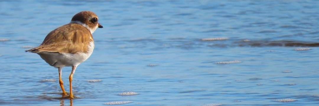 Ulmer Mosquera Gutiérrez banner