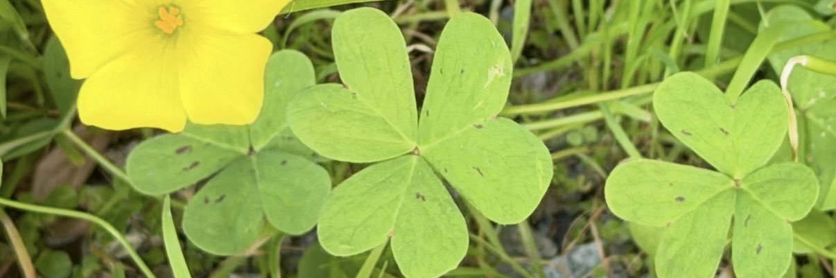 $PJGrube 🌷🍌GorillaPool🍌 banner