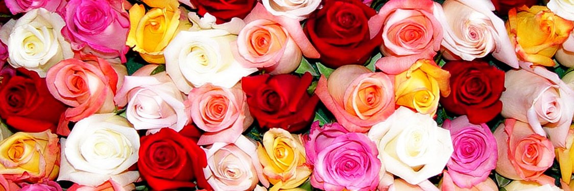 CarinWig's profile banner image
