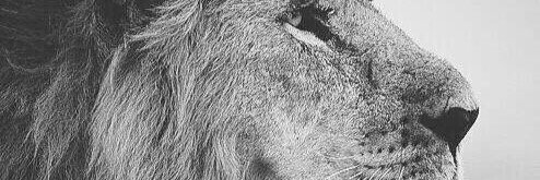 qamaroona's profile banner image