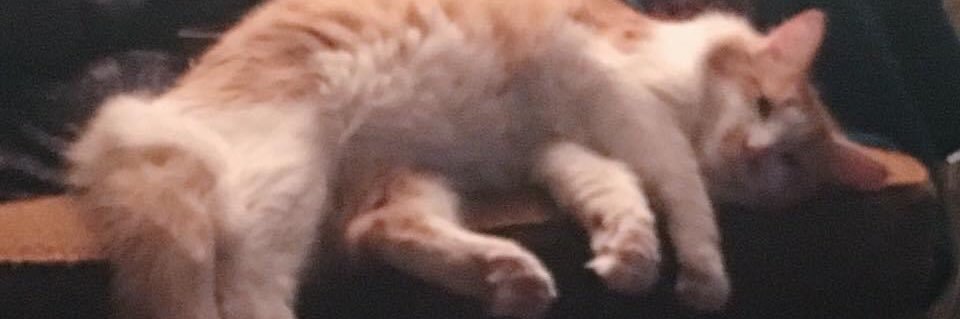 kittykaratedojo's profile banner image