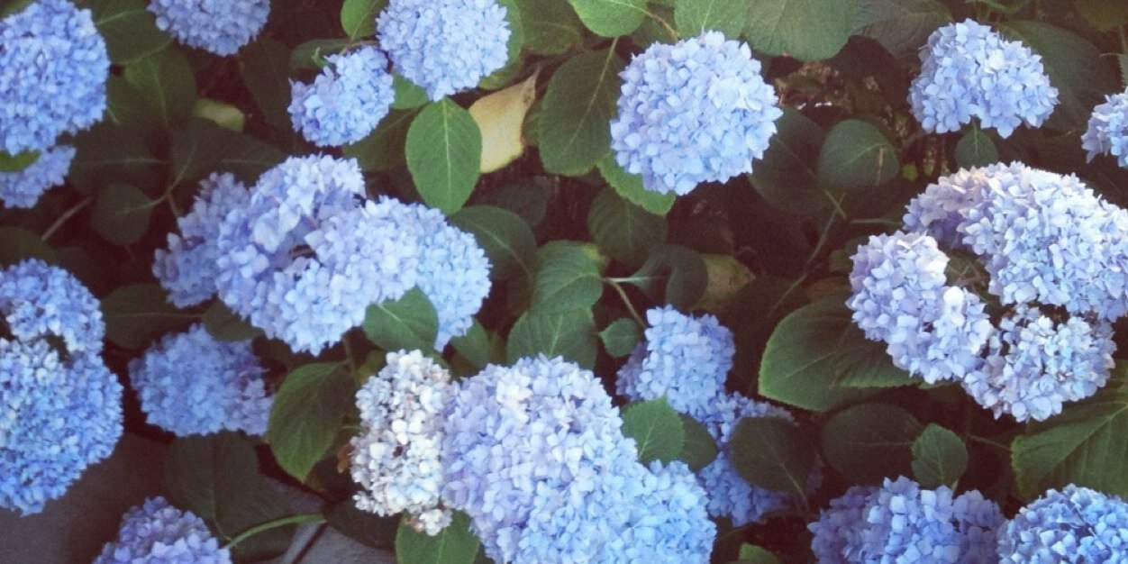 Jennifer Donnelly banner