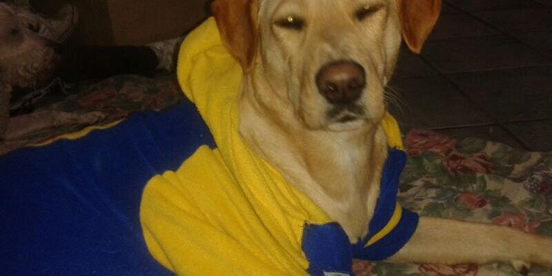 Armando banner